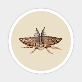 Gypsy moth, Lymantria dispar dispar, flying Illustration Magnet